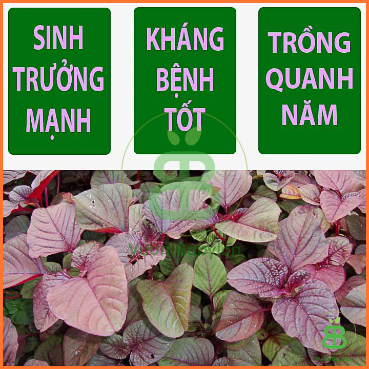 Hạt Giống Rau Dền 3 Màu Cao Sản 20GR
