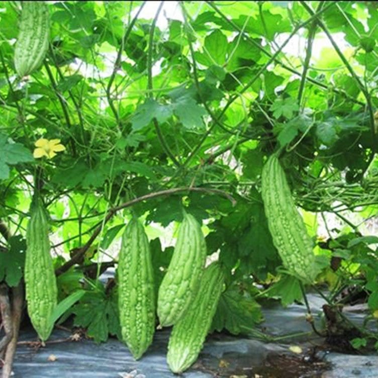 10 Hạt Giống Mướp Đắng ( Hạt Giống Khổ Qua )