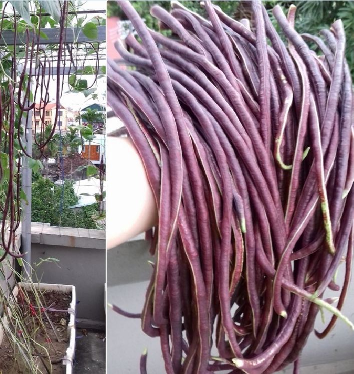 Hạt giống đậu đũa đỏ Mỹ - 1 gói 3gram