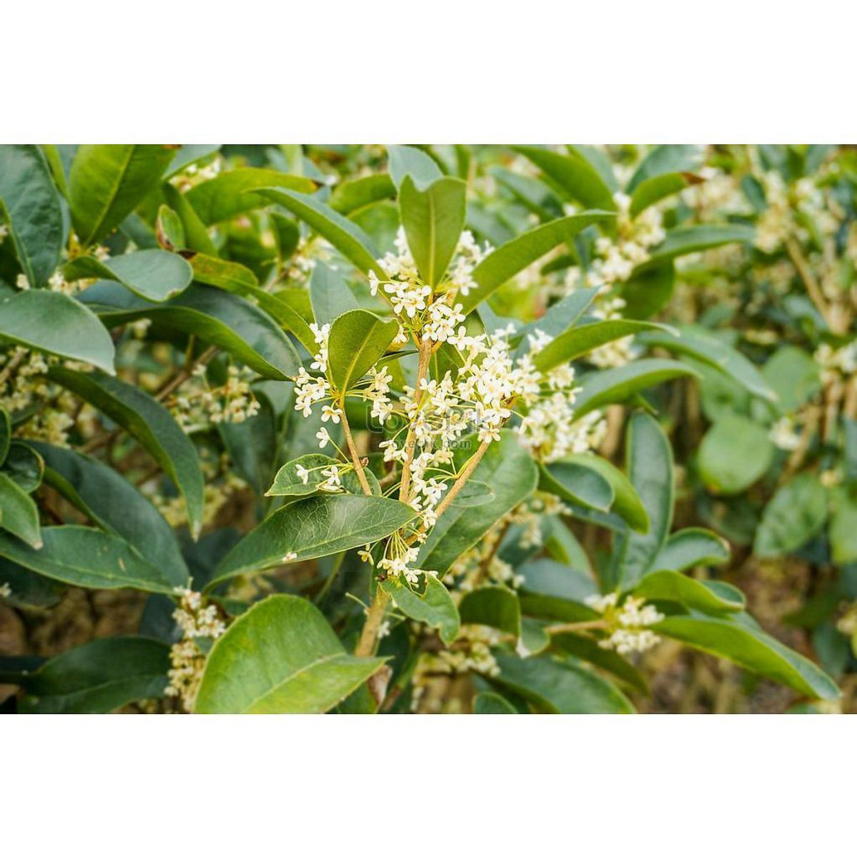 Combo 3 cây Quế thơm lừng - Tặng cây chè xanh