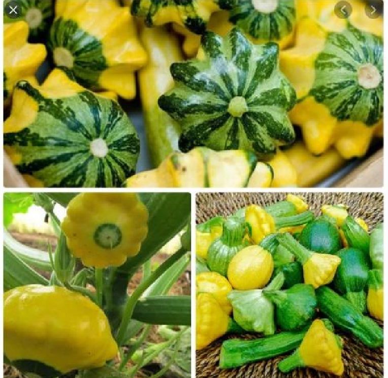 Hạt Giống Bí Đĩa Bay Mix Màu - gói 10 Hạt