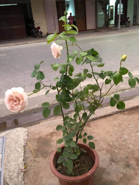[ Xả - Cắt Lỗ ] Hoa Hồng Leo Ngoại Abraham Darby Rose