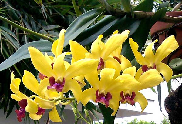 CÂY Lan denro hoa siêu đẹp giá siêu rẻ
