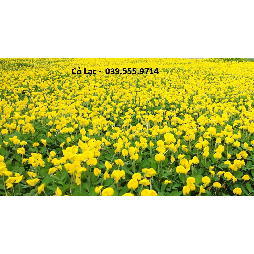 Hạt Giống Cỏ Thảm Lạc Dại ( Đậu Phộng) 300 Hạt