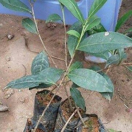 Combo 5 Cây Giống Trà Xanh - Chè Xanh