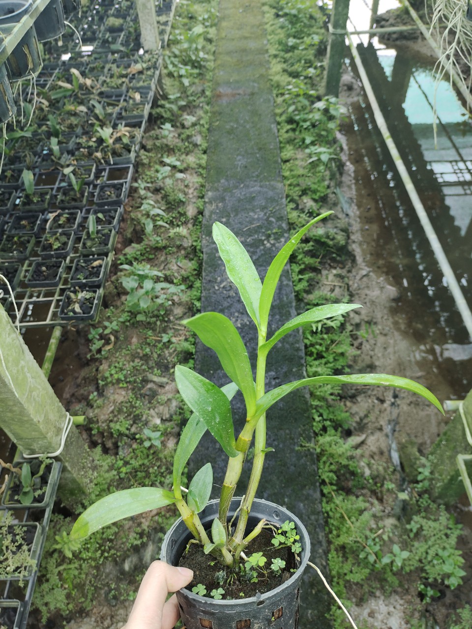 Chớp Sao Băng chuẩn chớp