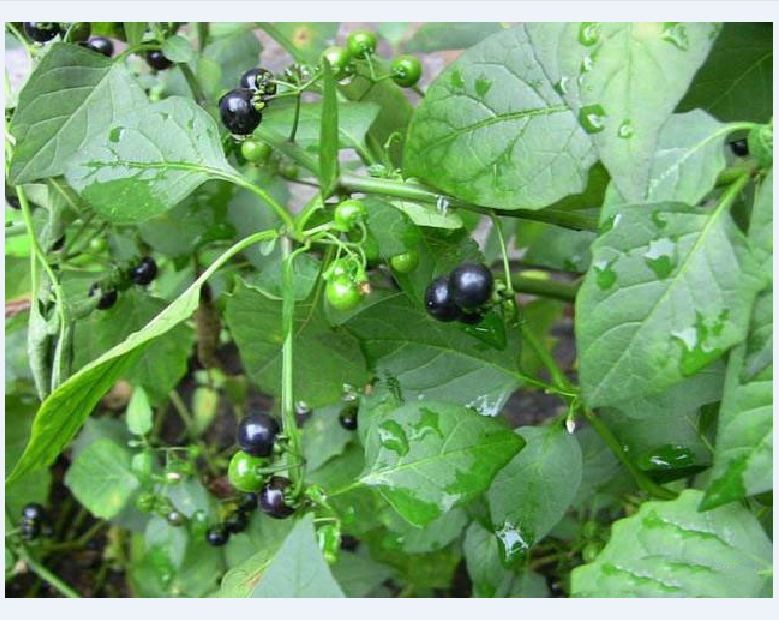 Hạt Giống Cây Tầm Bóp  -  gói 0.2gram