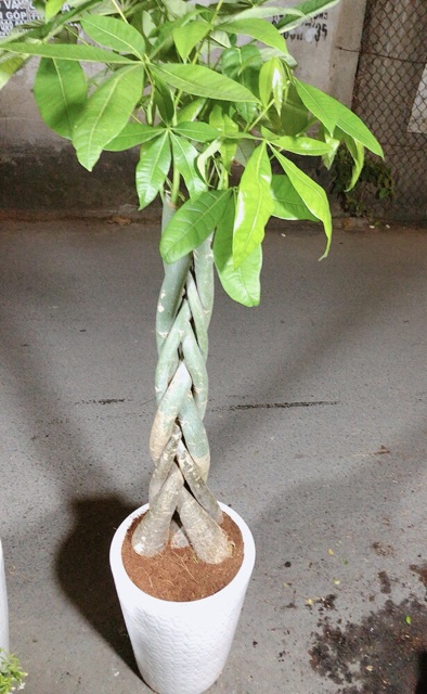 Chậu Cây Kim Ngân Cao 1m2