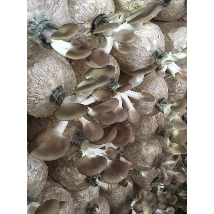 Phôi nấm Bào ngư (1 kiện 12 bịch phôi)