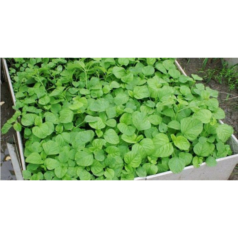 Gói 20g Hạt Giống Rau Dền Xanh