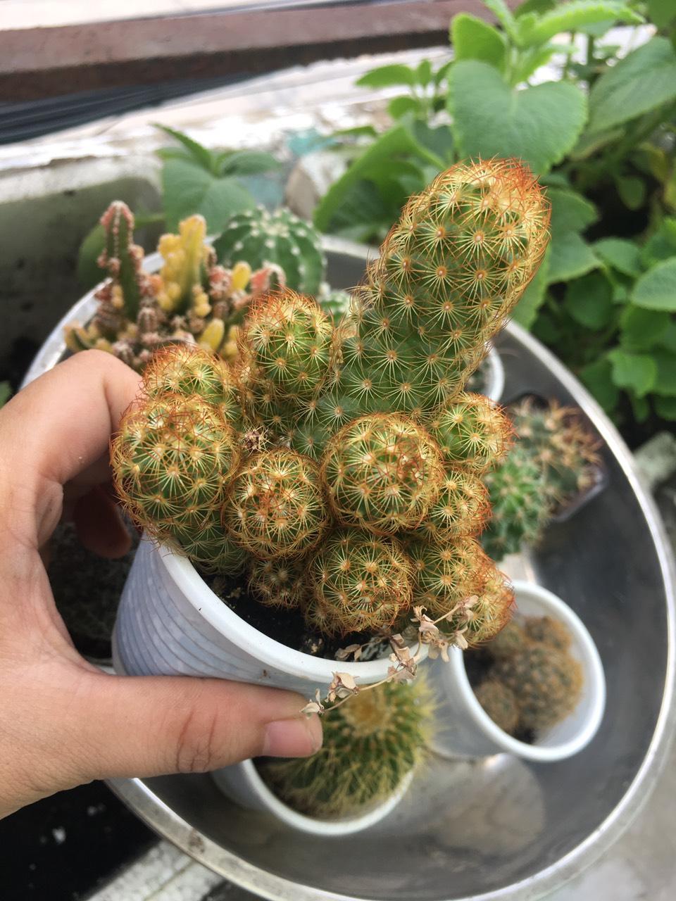 [HCM]Xương rồng thạch trụ thiên
