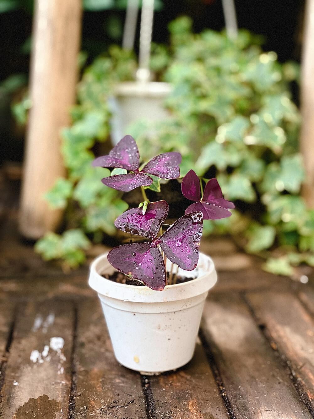 Cây Oxalis Triangularis (Bướm Đêm) 1 củ nhiều thân chậu nhựa