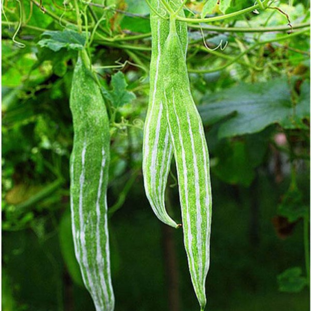 Hạt Giống Quả Lặc Lày (Lặc lè) 2g (Hàng Loại 1)