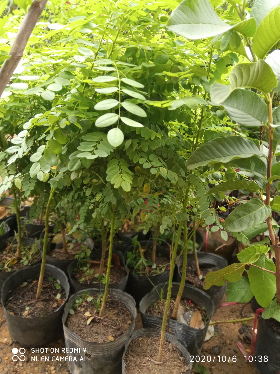 CÂY HOA HÒE (hòe hoa) nếp -cây giống nhỏ