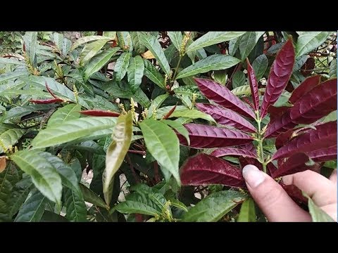 1kg đơn lá đỏ(lá đơn đỏ) khô hàng loại 1 GT245