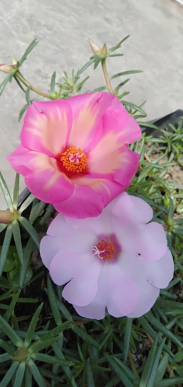 100 Hạt giống hoa 10h mỹ đơn