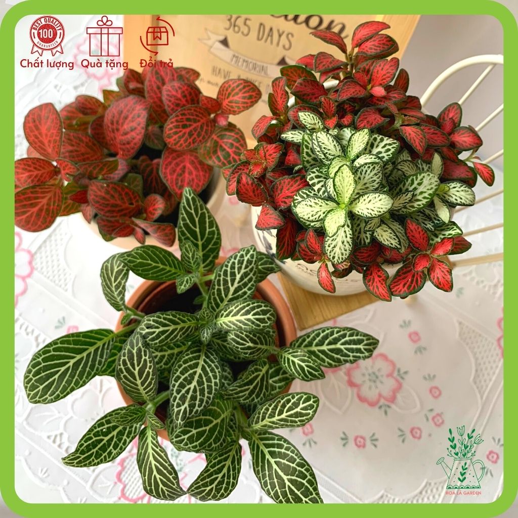 Cây cẩm nhung fittonia nhiều màu (chậu 5cm)