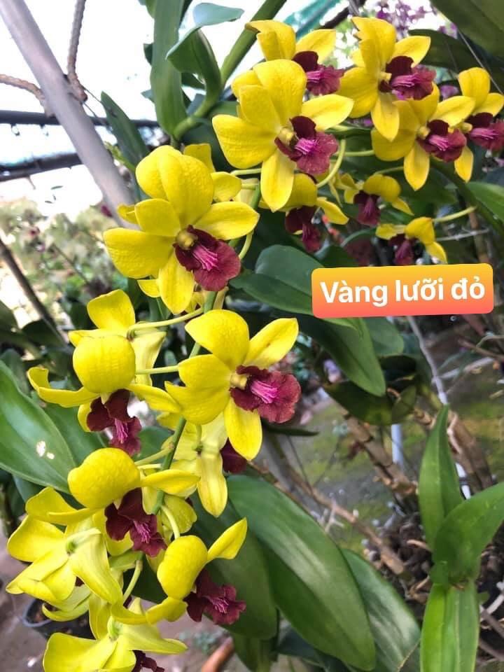Denro Vàng Lưỡi Đỏ