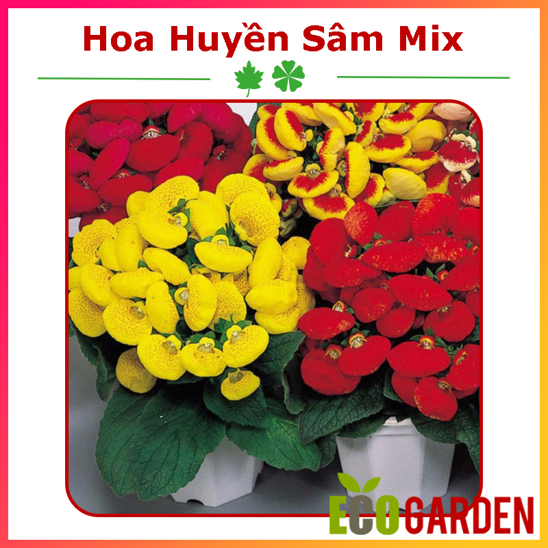 Hạt Giống Hoa Huyền Sâm Mix (20H) (ECO.013)