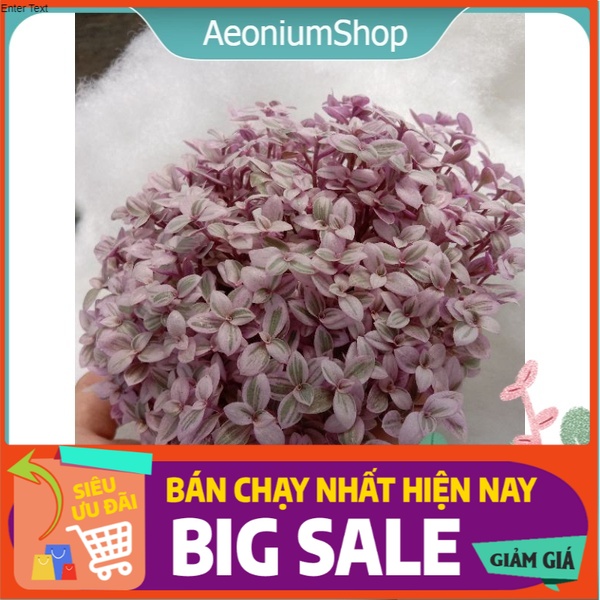 Cây pink lady - cây tổ ong hồng chậu treo kèm móc