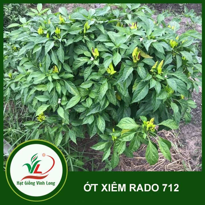 Hạt giống ớt xiêm RD 712 - 0.1g