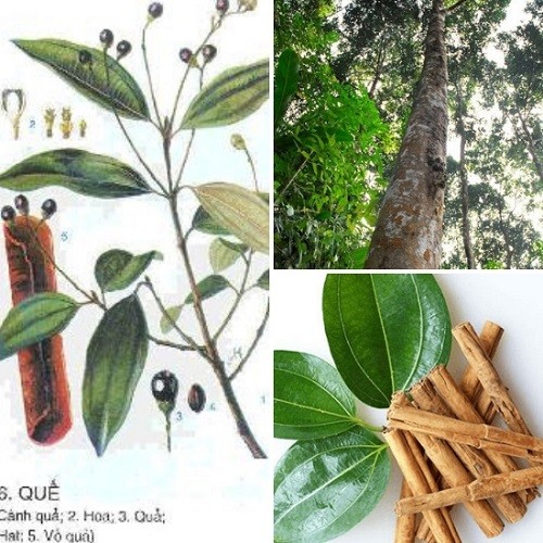 Combo 5 cây quế giống chuẩn khỏe đẹp - 4556