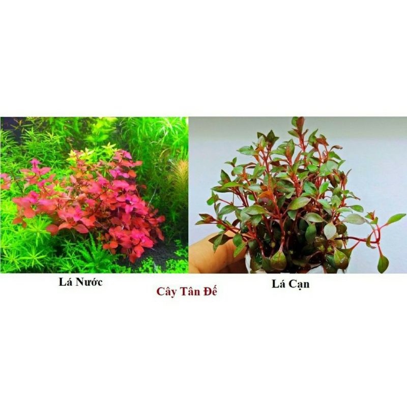 cây thủy sinh tân đế tài hồng trồng nền dán lên đá lũa đều đc