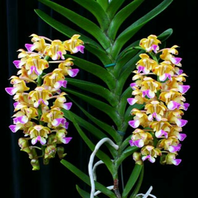 Hoa phong lan hoàng nhạn cây giống