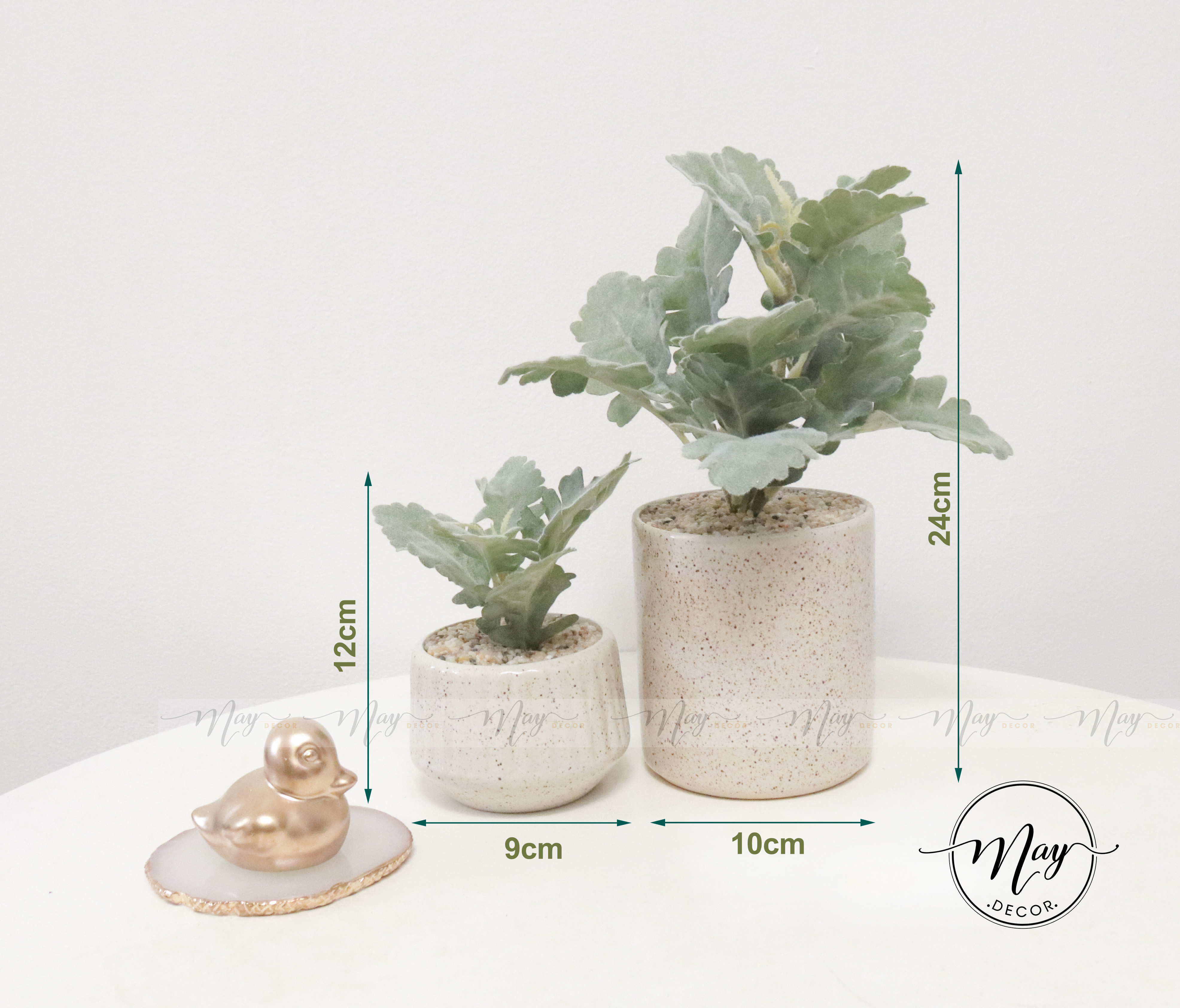 [Ảnh thật] Chậu lá Cúc Tuyết cao cấp