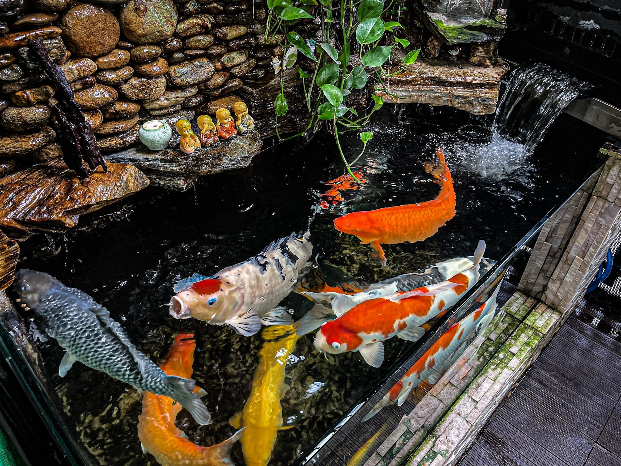 MEN VI SINH CHO CÁ CẢNH