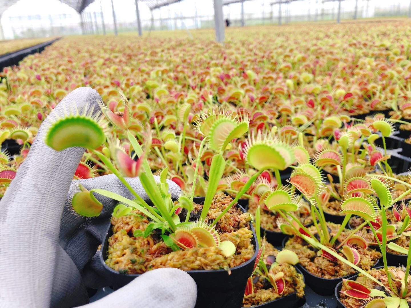 Cây ăn thịt venus flytrap