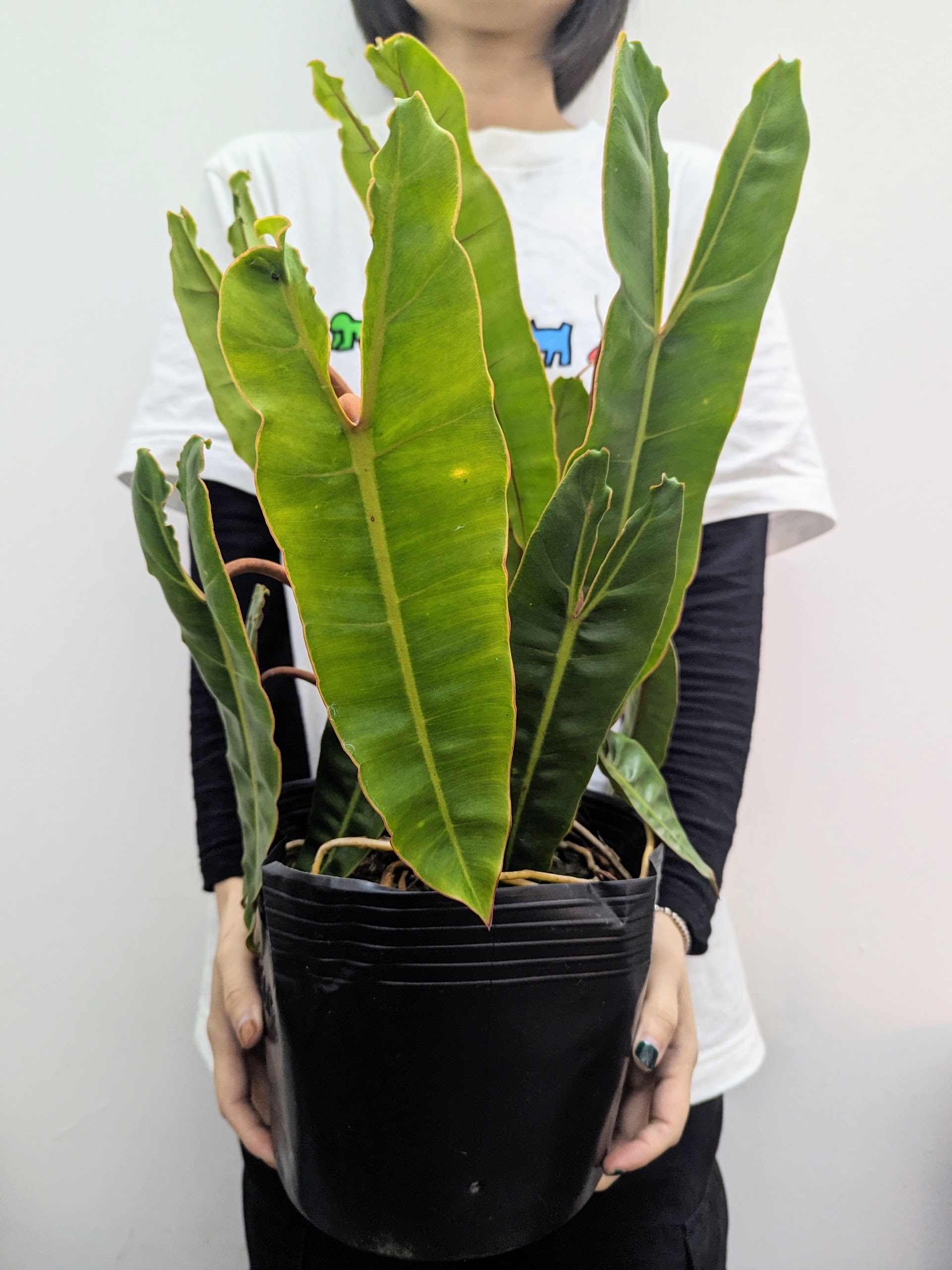 Philodendron Billietiae - Cây Trầu Bà Hạc Cam