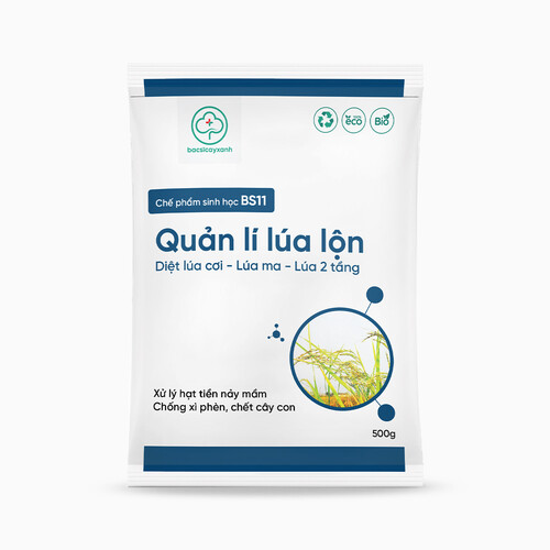 Chế phẩm BS11 - Quản lý lúa lộn: Xử lý lúa ma, lúa lộn, lúa cơi, lúa hai tầng