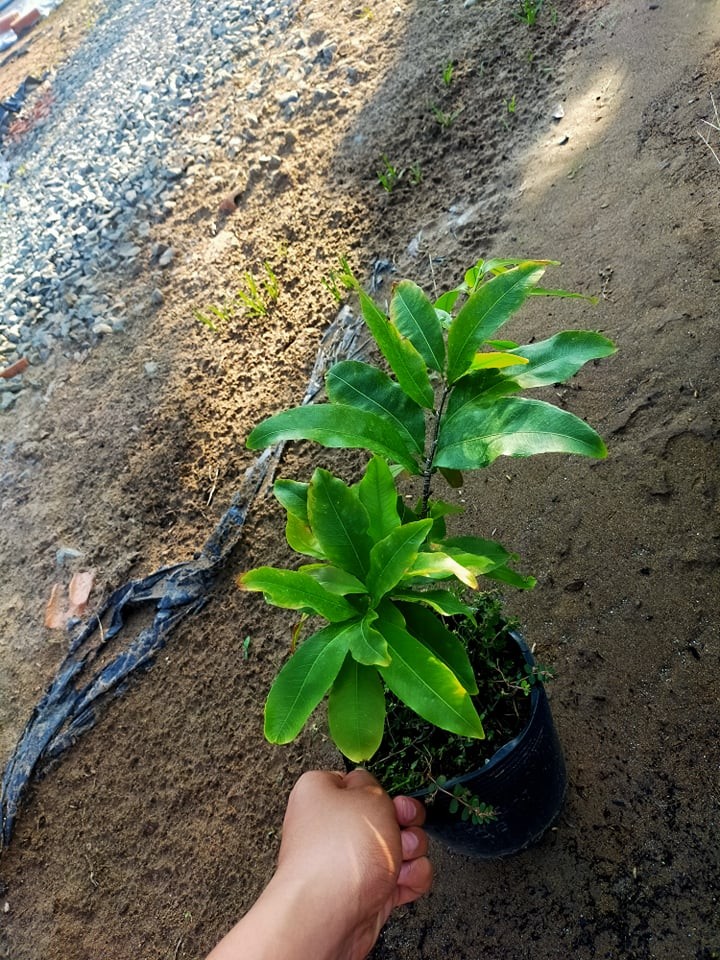 Mai GIỐNG Đại Lộc