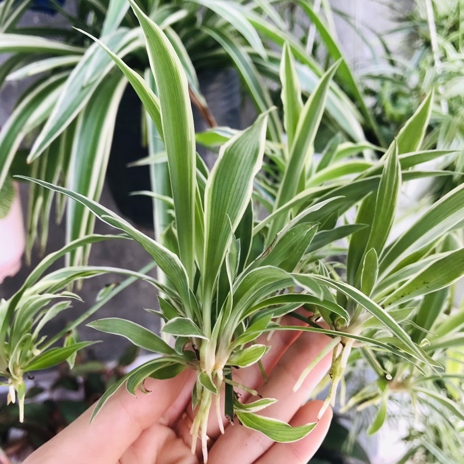 Cỏ lan chi dây nhện (cỏ lan chi, cây lan chi, cỏ mẫu tử) - cây kiểng để bàn