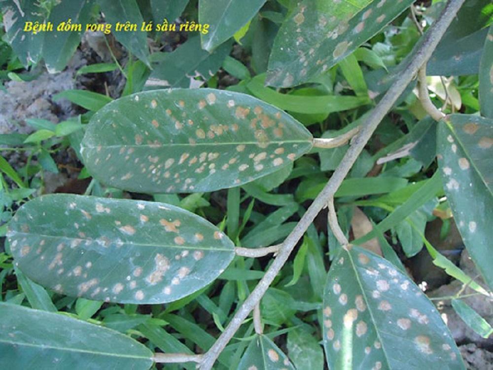 Sát khuẩn, rửa vườn - NANO ĐỒNG