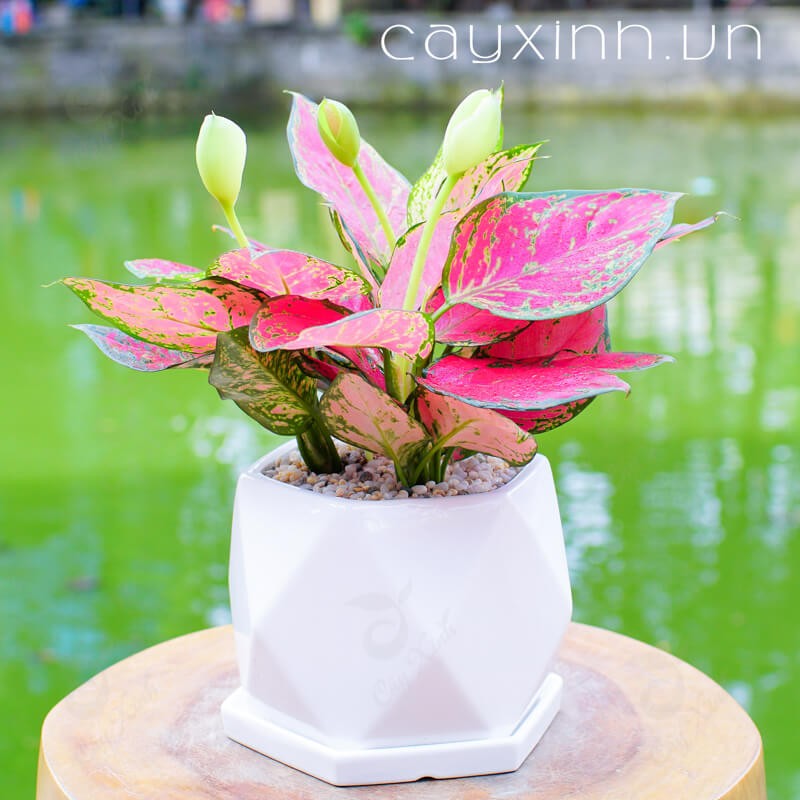 CHẬU CÂY VẠN LỘC VẠN NIÊN SẮC ĐỎ- CÂY PHONG THỦY ĐỂ BÀN VƯỢNG TÀI LỘC
