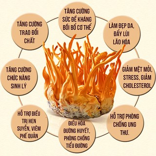 Đông Trùng Hạ Thảo Sấy Khô 100g (Nuôi Cấy Tại Việt Nam)