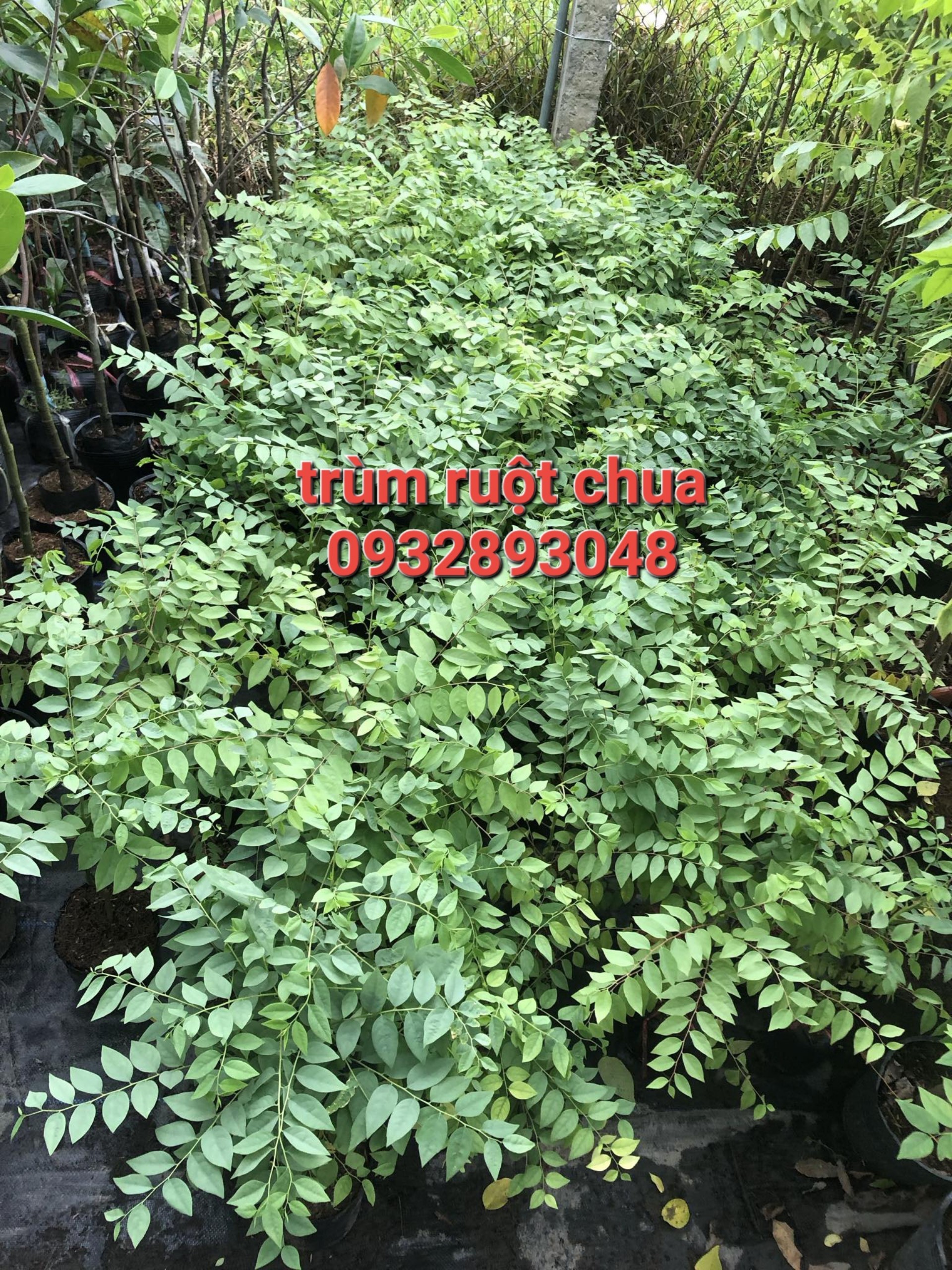 Cây chùm ruột chua,cây cao trung bình 40cm đến 60cm