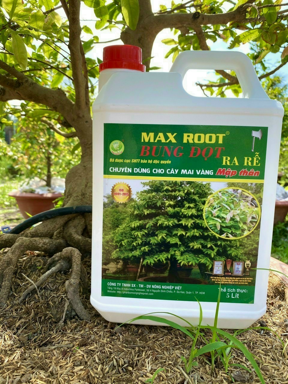 Max root bung đọt ra rễ mai vàng can 5 lít
