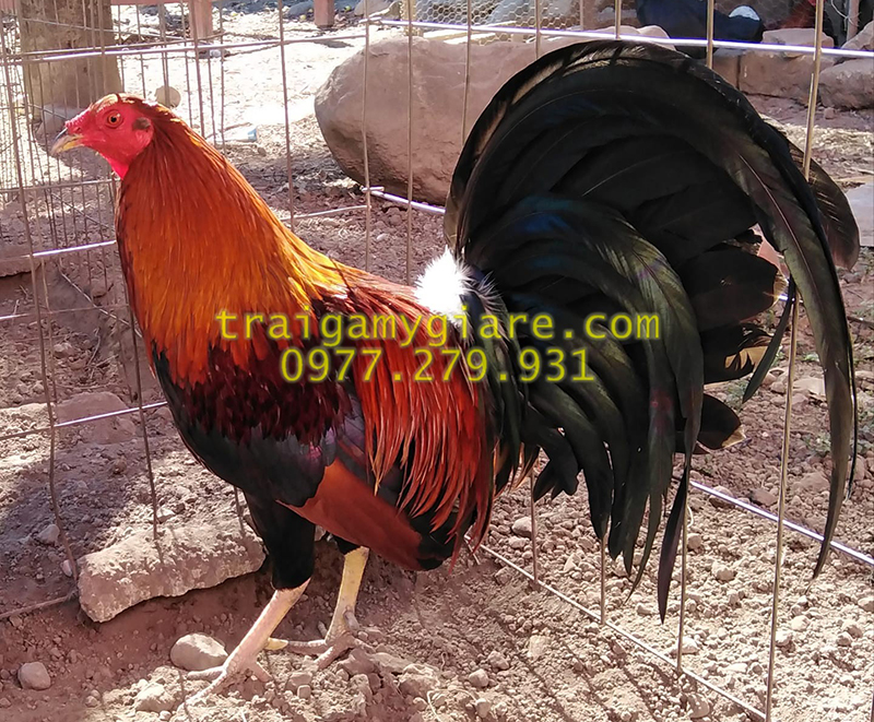 10 trứng gà Asil Mỹ