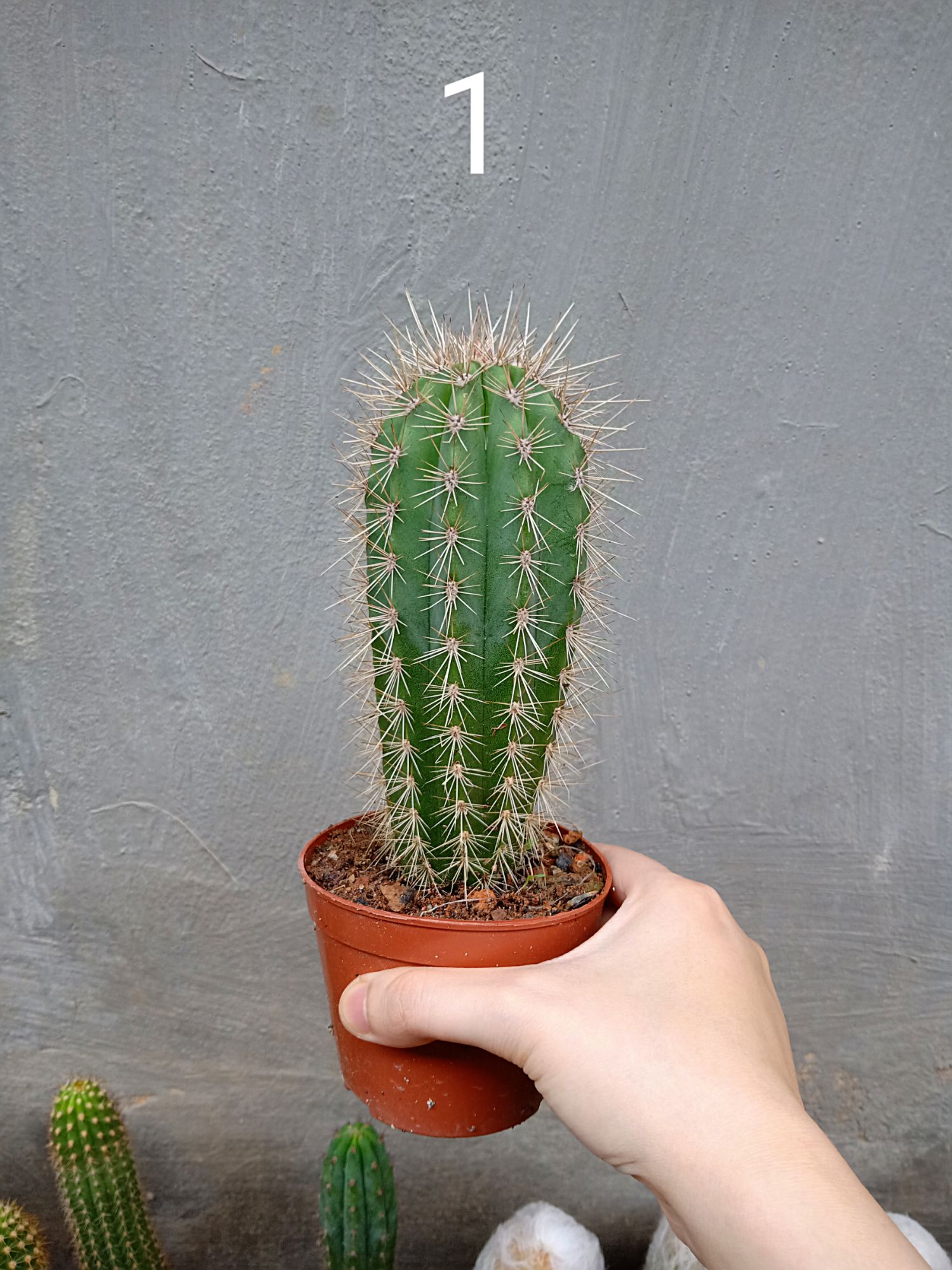 Xương rồng trụ 20cm nhiều mẫu ( 1 chậu )