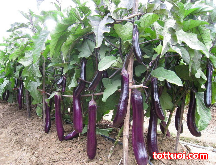 HẠT GIỐNG CÀ TÍM DÀI  GÓI 2O HẠTCÀ TÍM RUỘT XANH