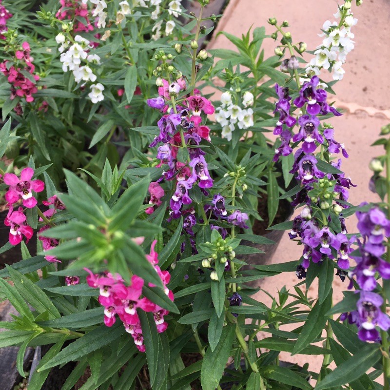 Cây Hoa Ngọc Hân, Cây violet (HÀNG NHƯ HÌNH SHOP CHỤP)