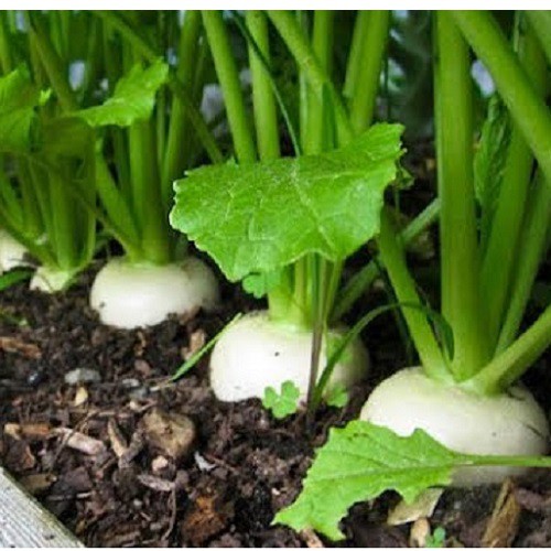 White Radish Seeds (Sugar Beet) - 20Gram Pack