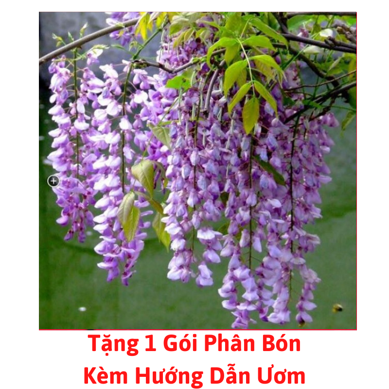 [Lấy mã giảm thêm 30%] Gói Hạt Giống Hoa Tử Đằng