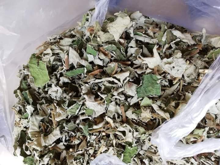 1KG CÂY MÂM XÔI RỪNG KHÔ