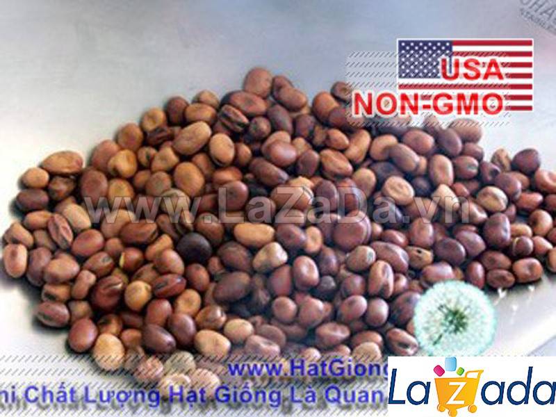 [HCM]BỘ 5GÓI 5Gr Hạt Giống Đậu Tằm (A5.402| C38*W23)