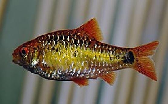 2 cá cá đòng đong cân cấn tuổi thơ