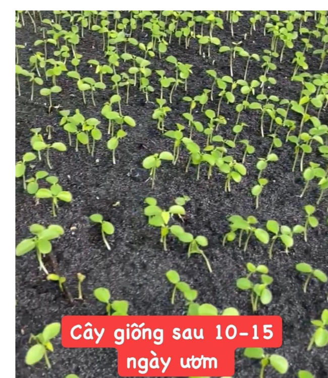 100 HẠT GIỐNG ĐU ĐỦ ĐỰC LÙN SIÊU HOA